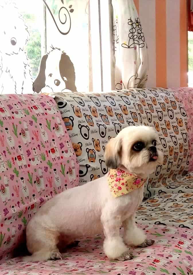 Me & Mom Groomming Spa and Pet Shop (สนามบินน้ำ) 3
