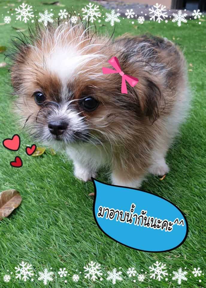 The Pet Resort (ปากเกร็ด) 7