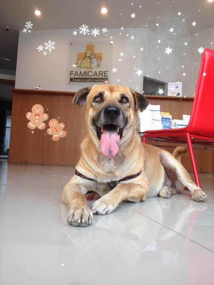 Famicare Pet Hospital (โรงพยาบาลสัตว์ แฟมิแคร์) 3