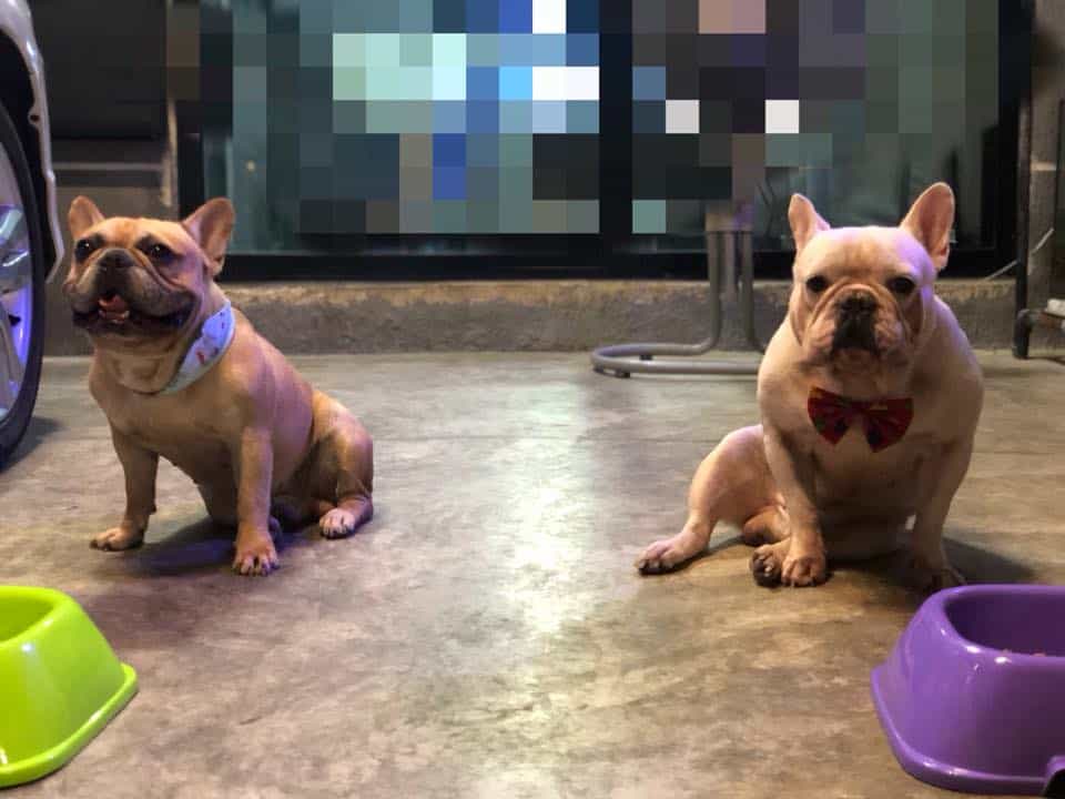 โรงพยาบาลสัตว์สยามเพ็ท Siam Pet Animal Hospital 7