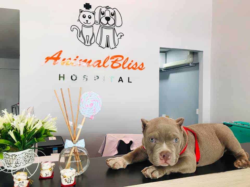 Animal Bliss Hospital (โรงพยาบาลสัตว์แอนนิมอลบลิส) 4