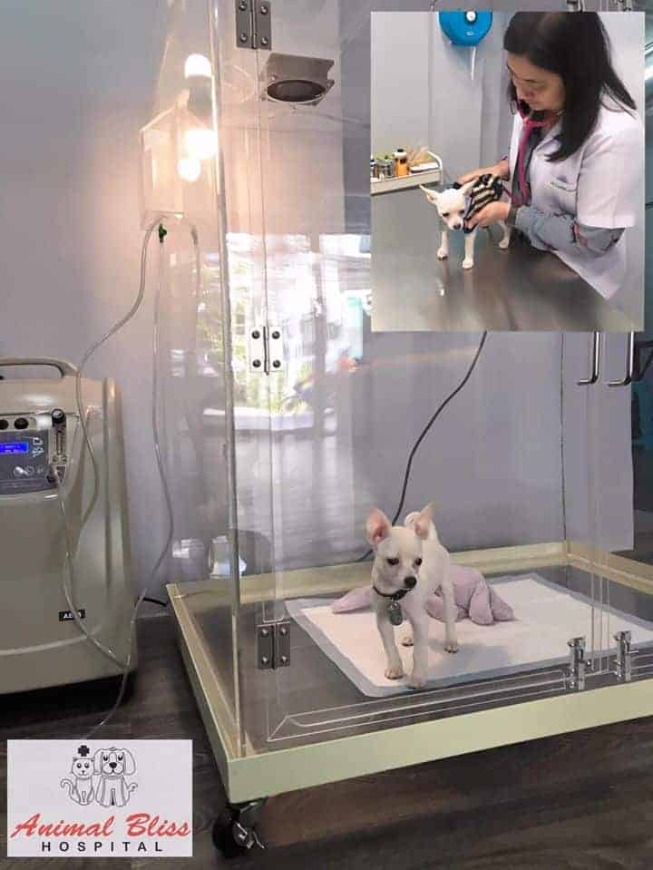 Animal Bliss Hospital (โรงพยาบาลสัตว์แอนนิมอลบลิส) 5