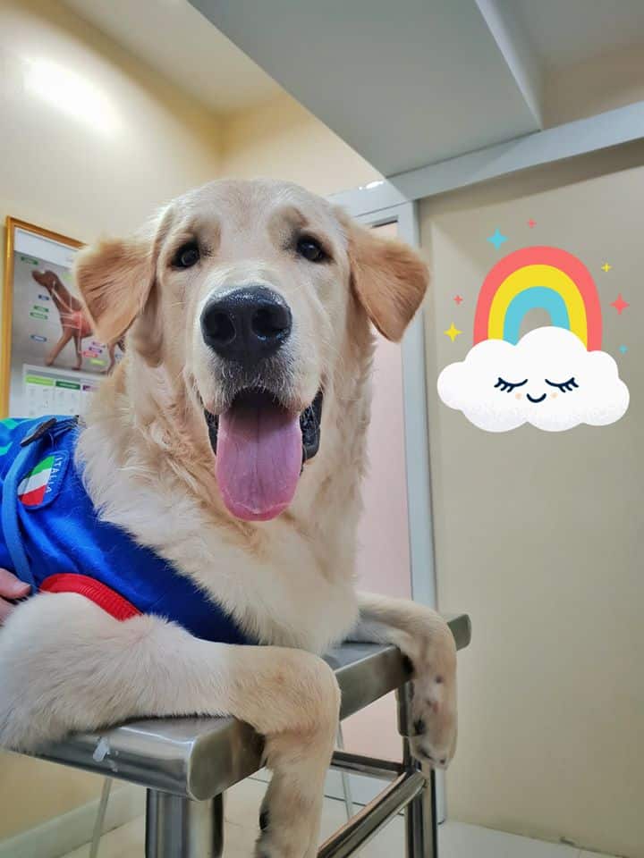 Grand Avenue Pet Hospital (โรงพยาบาลสัตว์แกรนด์อเวนิว) 5