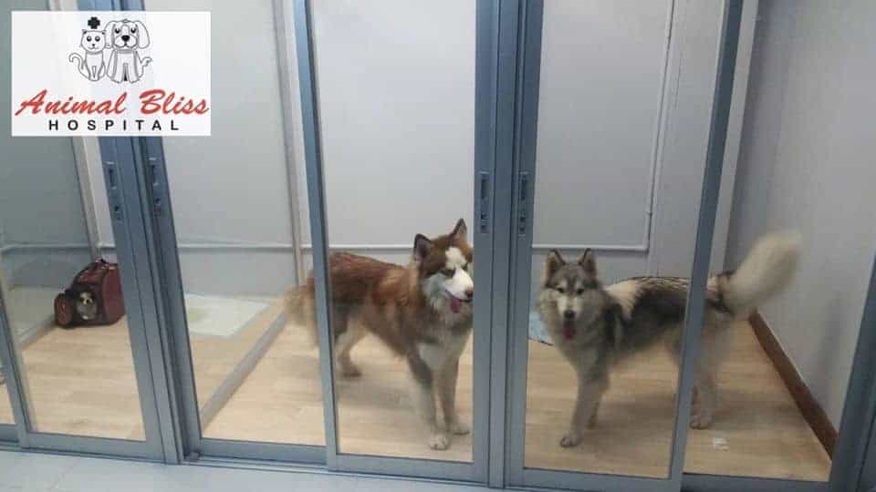 Animal Bliss Hospital (โรงพยาบาลสัตว์แอนนิมอลบลิส) 6
