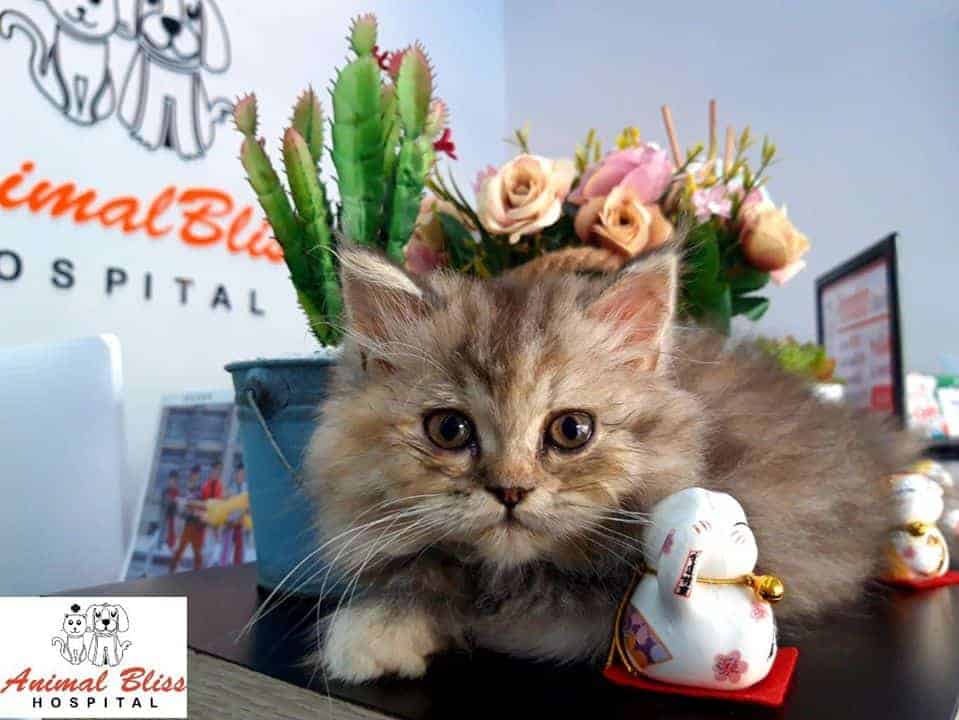Animal Bliss Hospital (โรงพยาบาลสัตว์แอนนิมอลบลิส) 7