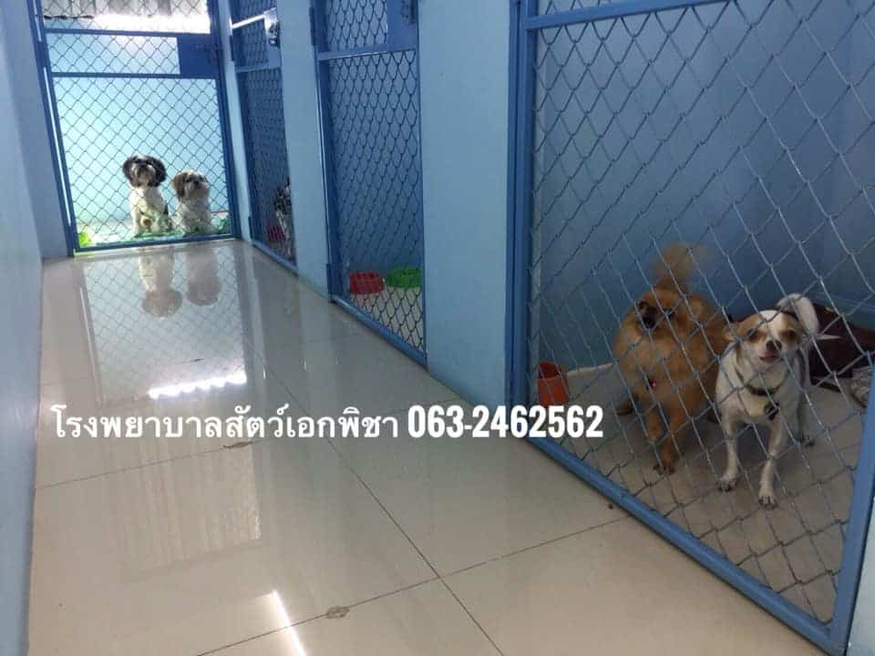โรงพยาบาลสัตว์เอกพิชา (Eakpicha Pet Hotpital) 2
