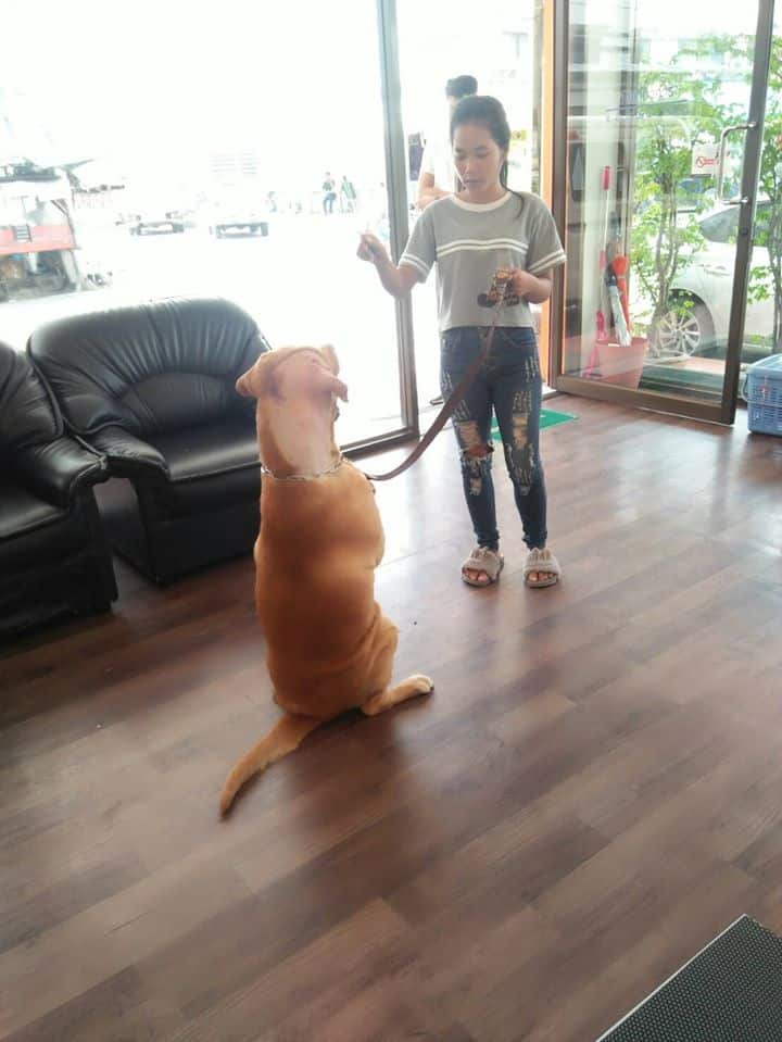 Dr.Raiwin Pet Hospital (โรงพยาบาลสัตว์ หมอไรวินท์) 5
