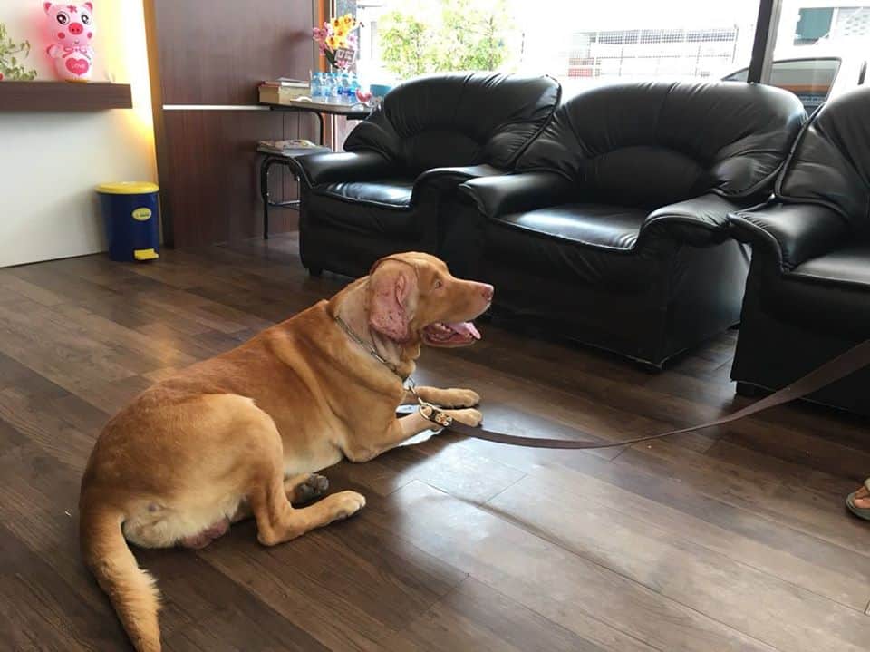 Dr.Raiwin Pet Hospital (โรงพยาบาลสัตว์ หมอไรวินท์) 6