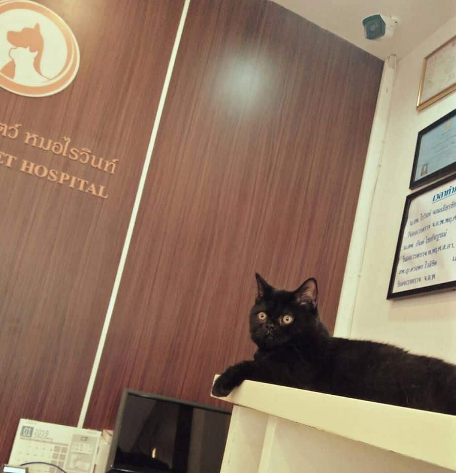 Dr.Raiwin Pet Hospital (โรงพยาบาลสัตว์ หมอไรวินท์) 7