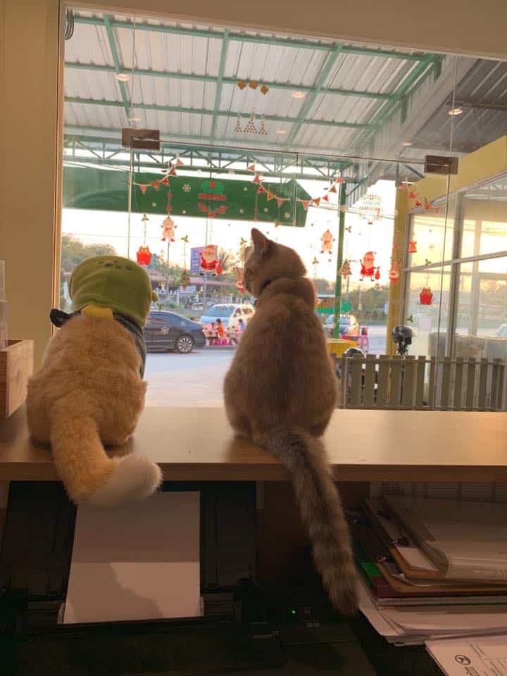 โรงพยาบาลสัตว์บ้านชัยพฤกษ์ Ban Chaiyaphruek Pet hospital 6