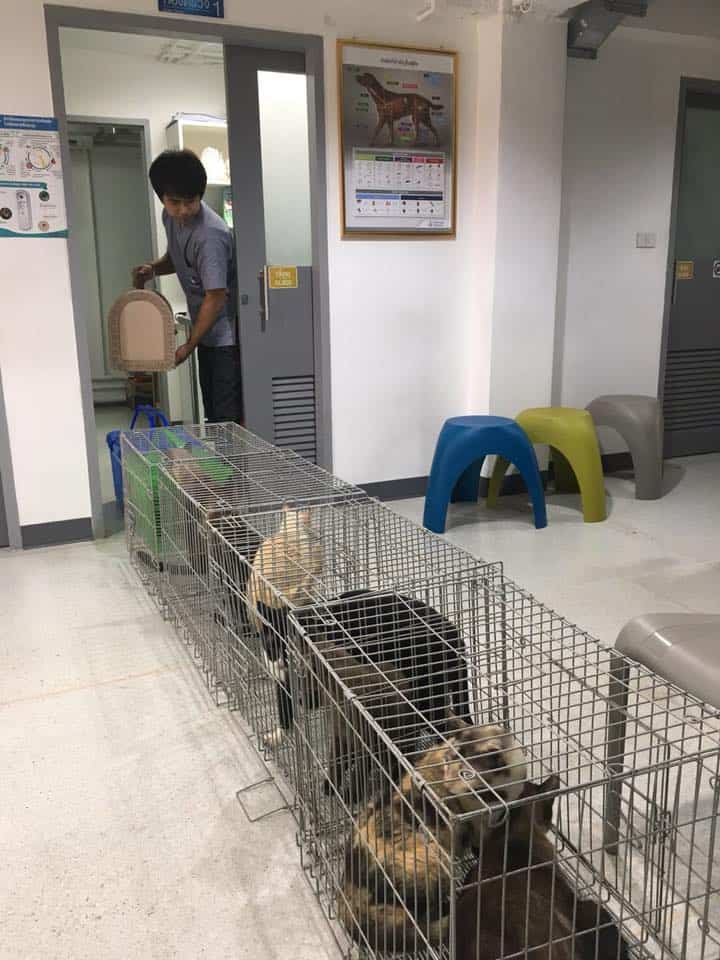 โรงพยาบาลสัตว์สยามเพ็ท Siam Pet Animal Hospital 8