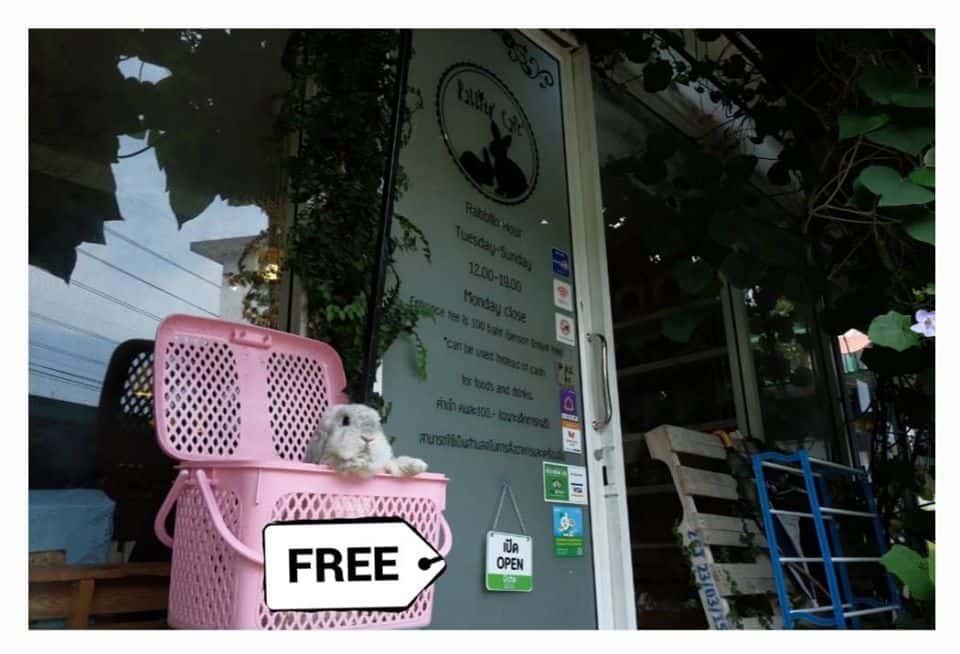 Rabbito Cafe (แรบบิทโตะคาเฟ่) 1
