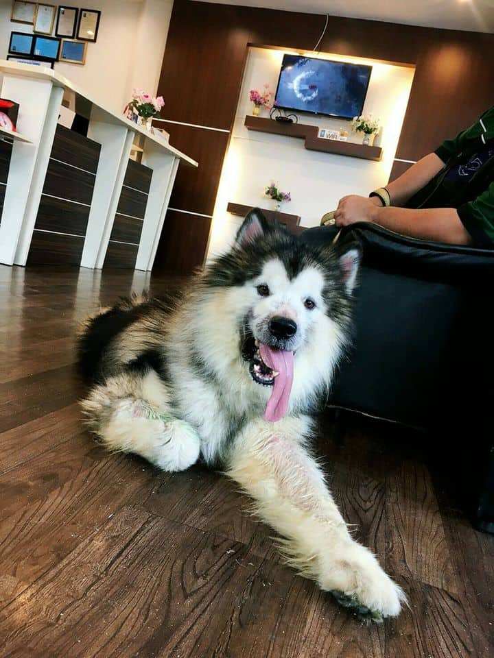 Dr.Raiwin Pet Hospital (โรงพยาบาลสัตว์ หมอไรวินท์) 8