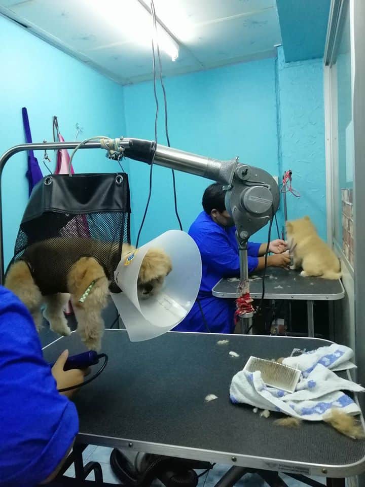 Friendly Dog (เฟรนด์ลี่ด็อก) 9