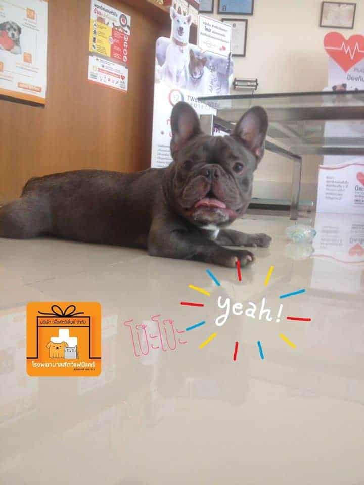 Famicare Pet Hospital (โรงพยาบาลสัตว์ แฟมิแคร์) 6