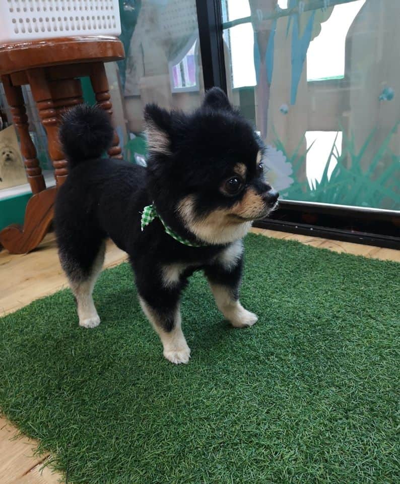 Hong Miao PetShop (ร้านโฮ่ง เหมียว เพ็ทช็อป) 4