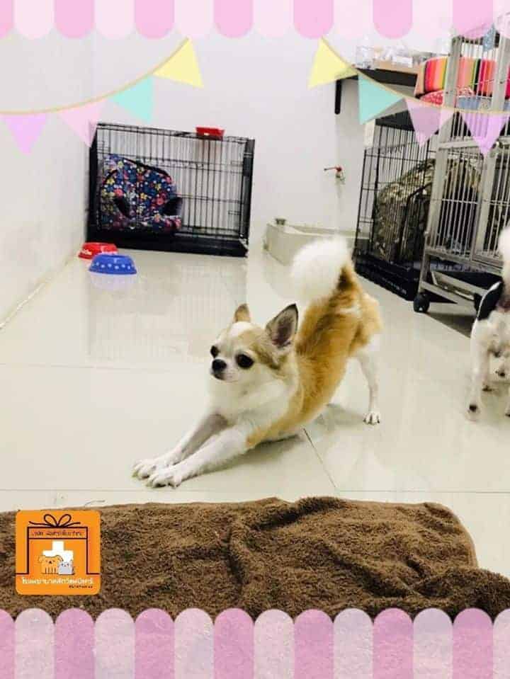 Famicare Pet Hospital (โรงพยาบาลสัตว์ แฟมิแคร์) 7