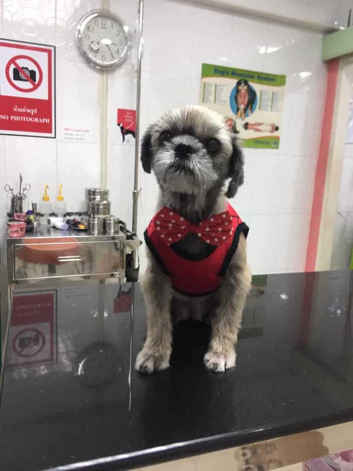 Baannootoob Vet Clinic (บ้านหนูตูบรักษาสัตว์) 2