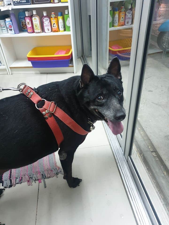Pralong Vet Clinic (คลินิกประลองรักษ์สัตว์) 6