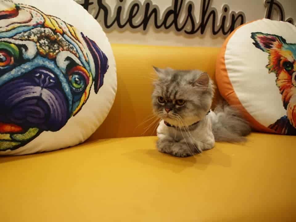 Buddy Grooming Spa (บัดดี้กรูมมิ่ง สปา) 1