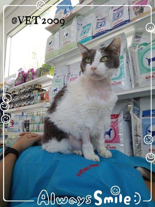 VET 2009 Pet Hospital (โรงพยาบาลสัตว์ เวท 2009) 7