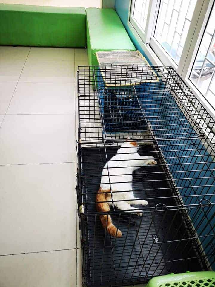 Pa Mari Animal's Health Center (ศูนย์สุขภาพสัตว์ พามาริ) 6