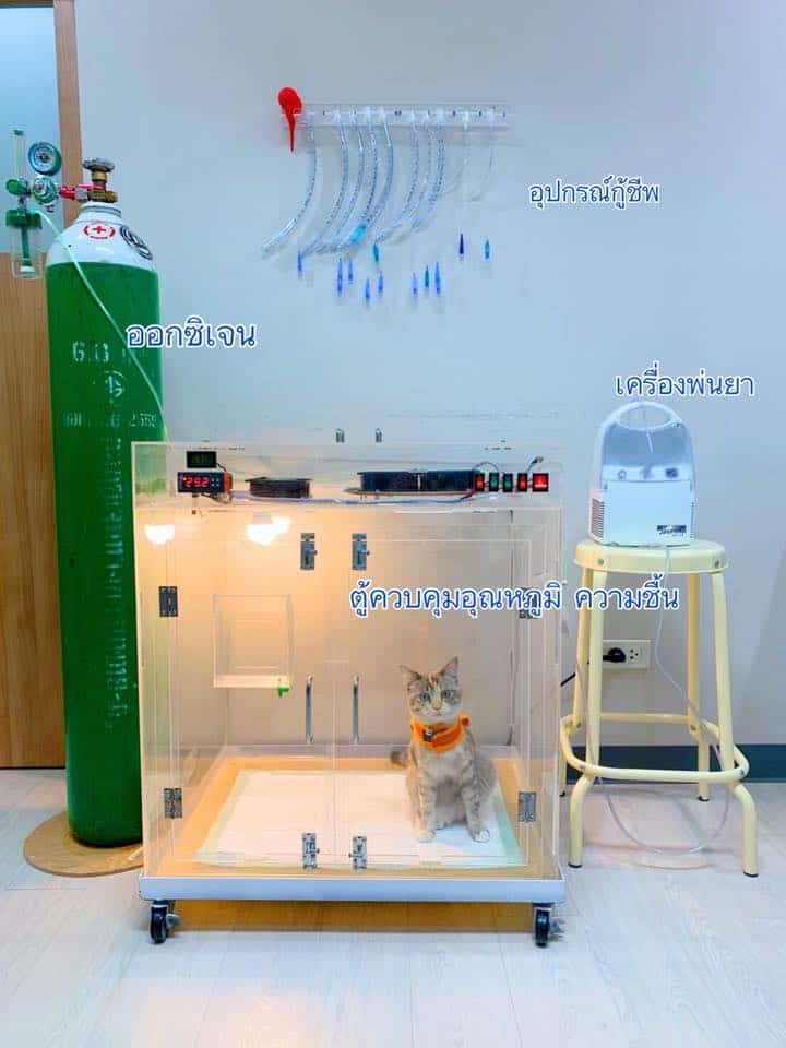 โรงพยาบาลสัตว์บ้านชัยพฤกษ์ Ban Chaiyaphruek Pet hospital 7