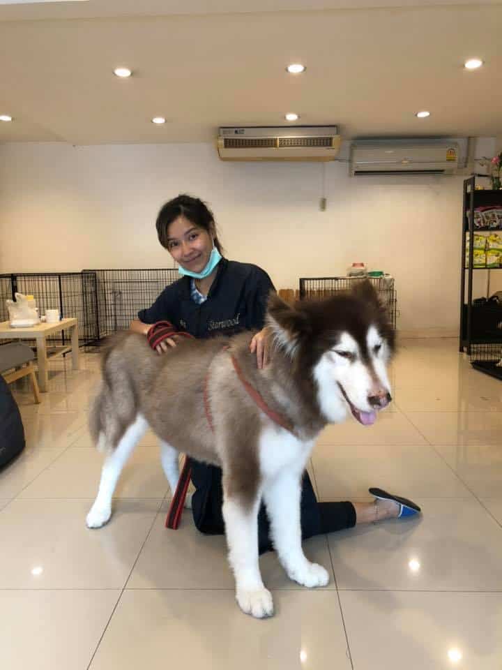 Dog Village (Grooming&Hotel) 6