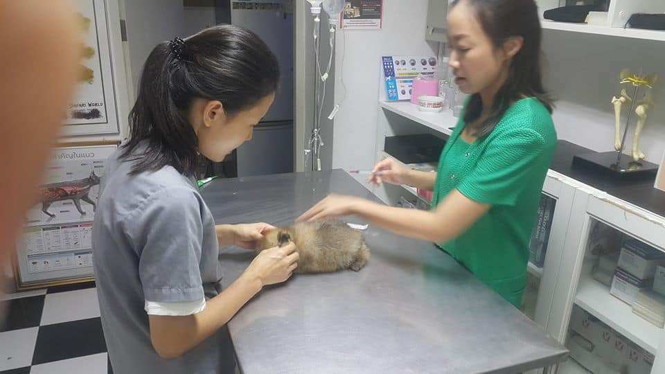 โรงพยาบาลสัตว์มิตรสัมพันธ์ (สาย2) 3