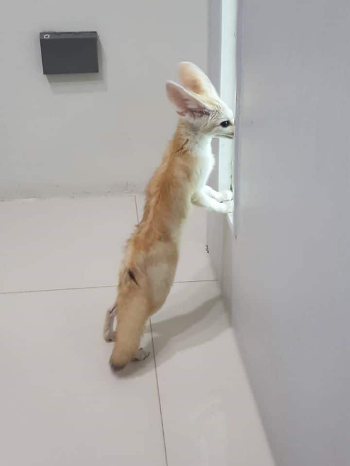 โรงพยาบาลสัตว์สีเขียว Green Animal Hospital 7