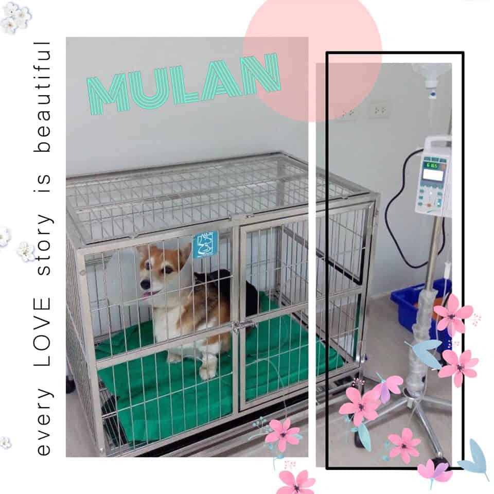 โรงพยาบาลสัตว์พีเอสแคร์ PS'Care Pet Hospital 6