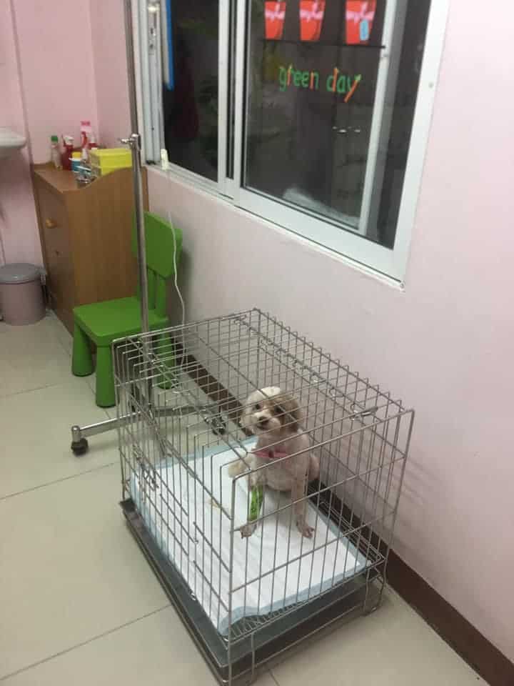 Baannootoob Vet Clinic (บ้านหนูตูบรักษาสัตว์) 3
