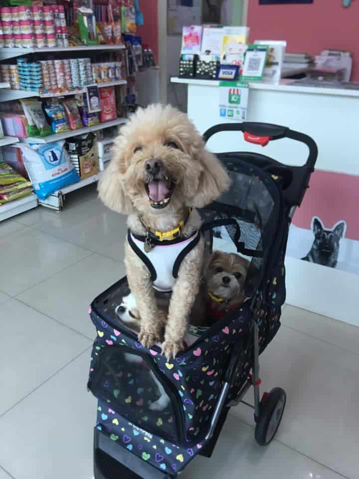 Baannootoob Vet Clinic (บ้านหนูตูบรักษาสัตว์) 4