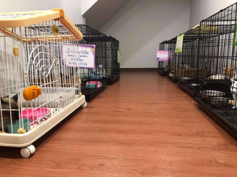 โรงพยาบาลสัตว์บ้านชัยพฤกษ์ Ban Chaiyaphruek Pet hospital 8