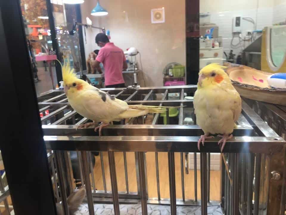 Pets Premium Shop (สาขาใหญ่) 2
