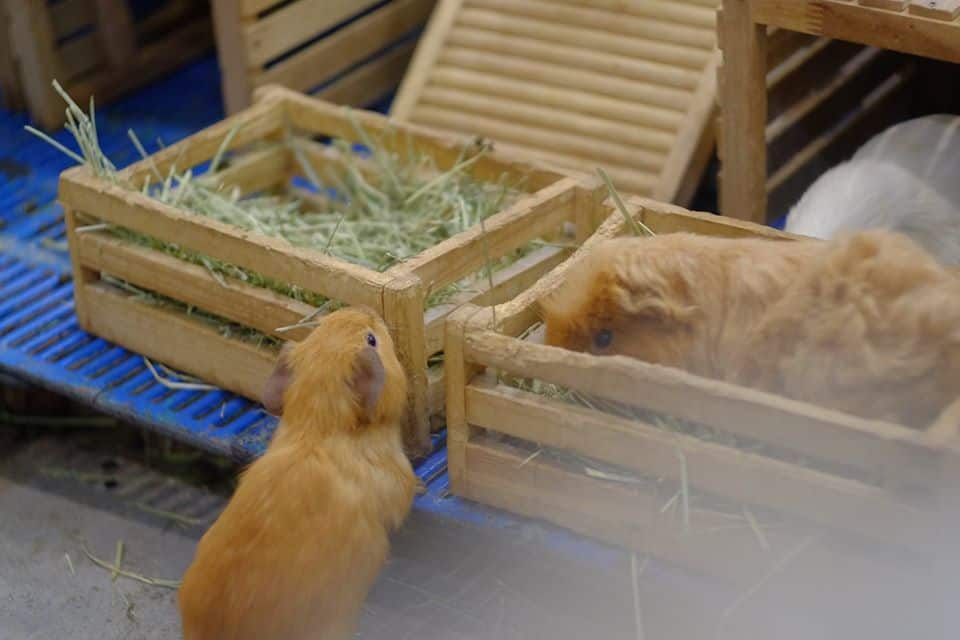Rabbito Cafe (แรบบิทโตะคาเฟ่) 2