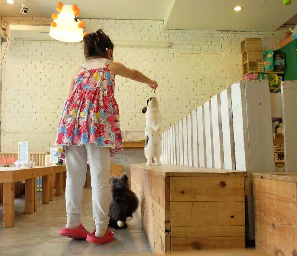 Rabbito Cafe (แรบบิทโตะคาเฟ่) 4