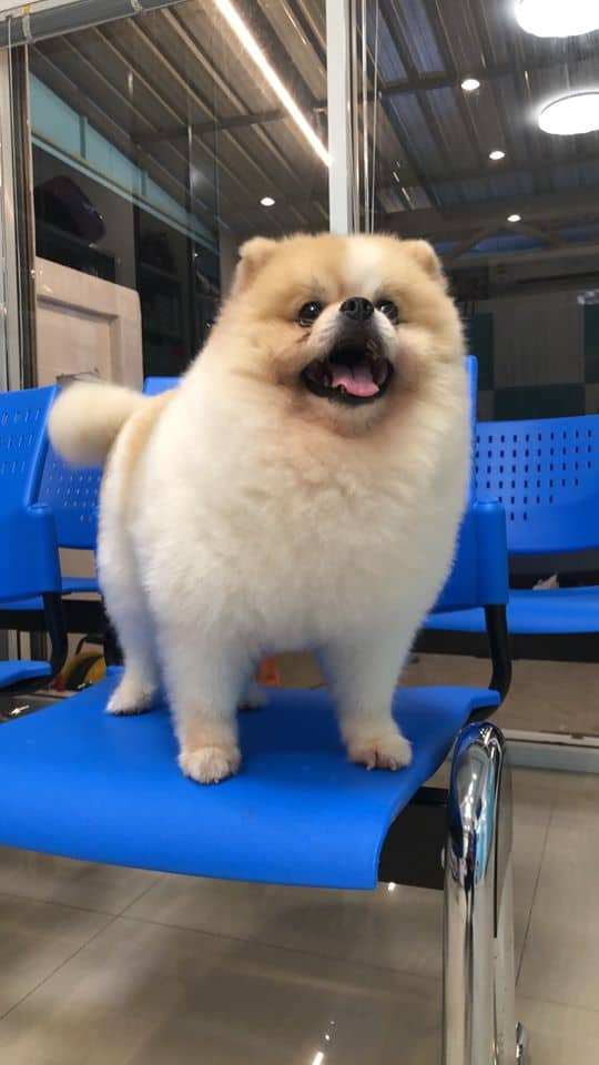 Rangsitanon Animal Hospital (โรงพยาบาลสัตว์รังสิตานนท์) 1