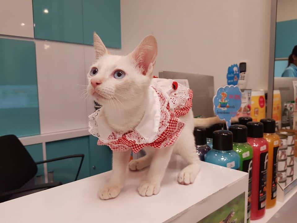 Rangsitanon Animal Hospital (โรงพยาบาลสัตว์รังสิตานนท์) 2