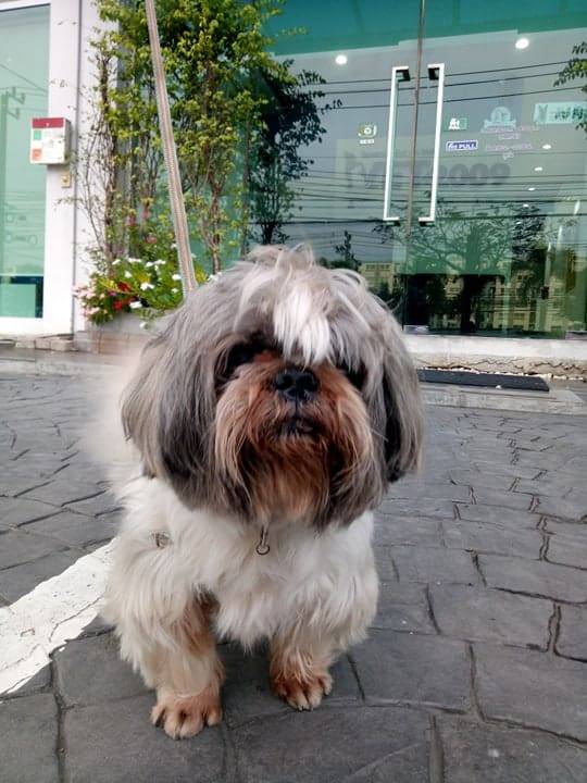 VET 2009 Pet Hospital (โรงพยาบาลสัตว์ เวท 2009) 8