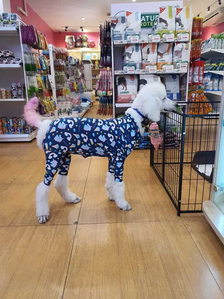 Pets Premium Shop (สาขาใหญ่) 3