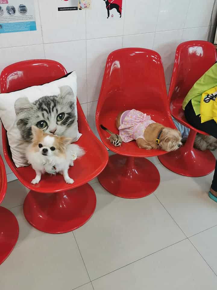 Baannootoob Vet Clinic (บ้านหนูตูบรักษาสัตว์) 5