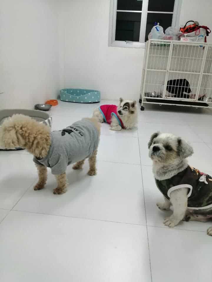 PawPlearn Animal Hospital (โรงพยาบาลสัตว์พอเพลิน) 1