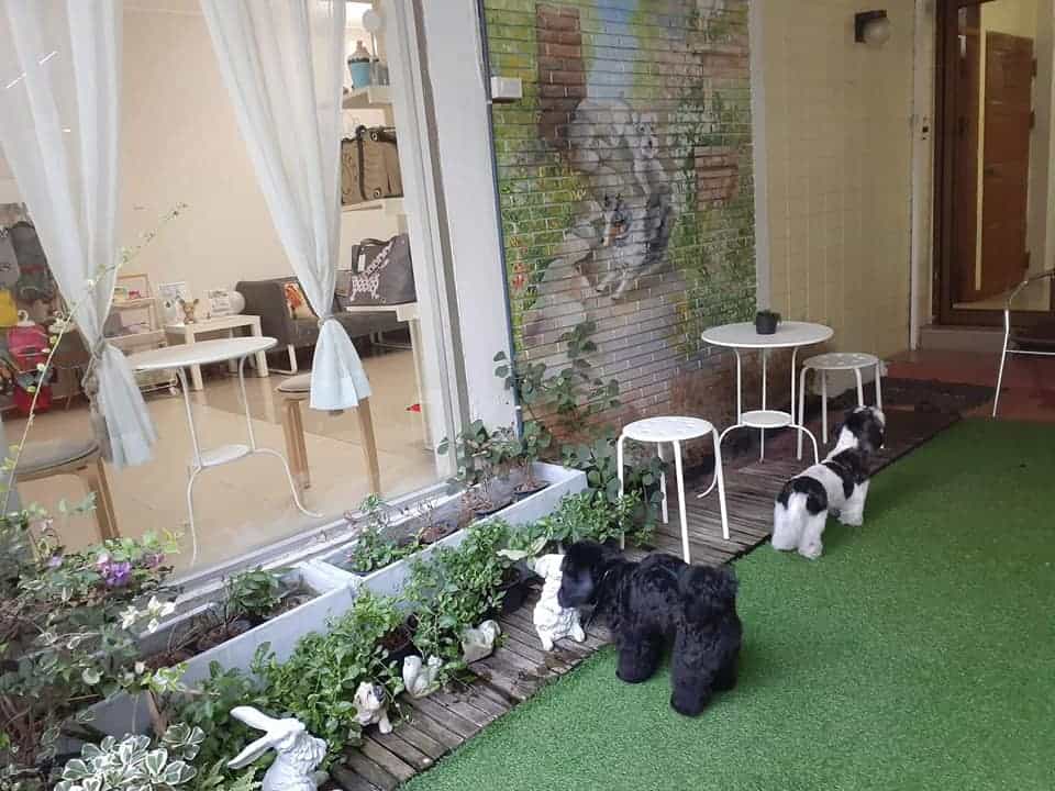 Kindly pet salon . hotel . cafe (สุขุมวิท 19) 3