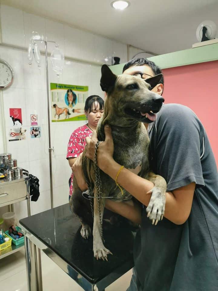 Baannootoob Vet Clinic (บ้านหนูตูบรักษาสัตว์) 6