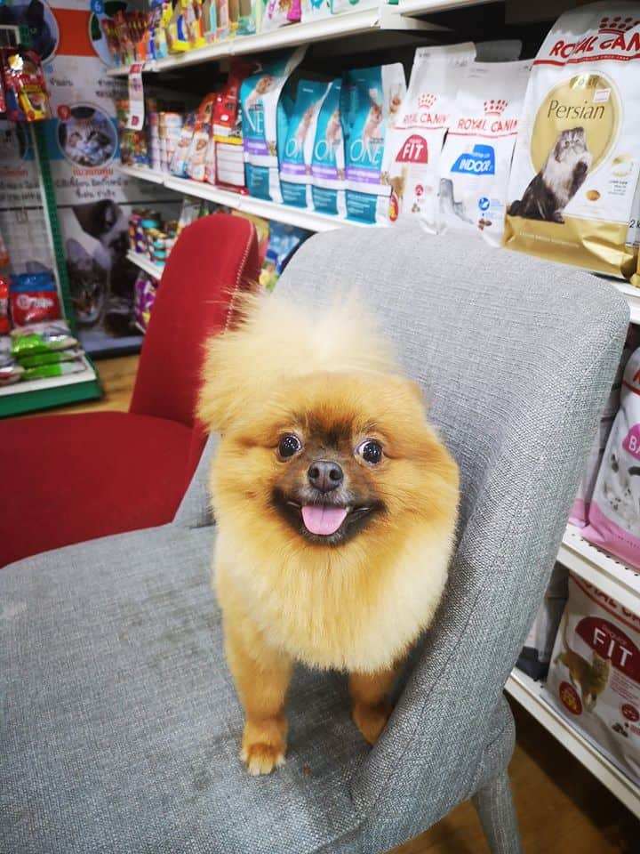 Hong Miao PetShop (ร้านโฮ่ง เหมียว เพ็ทช็อป) 8