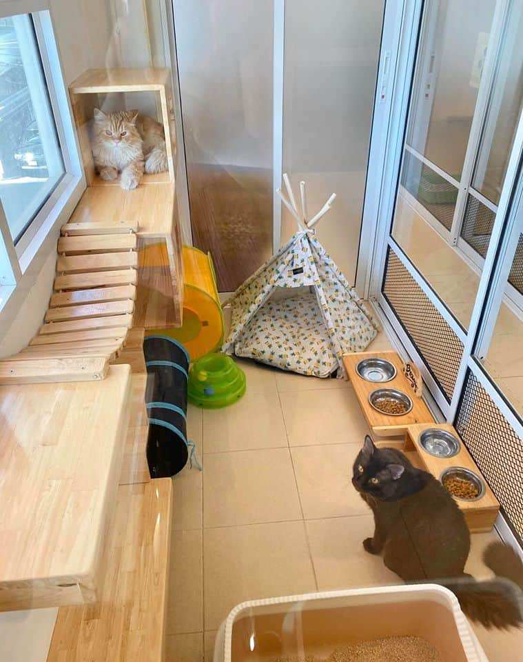 CAT PAW INN (Cat Hotel) 4