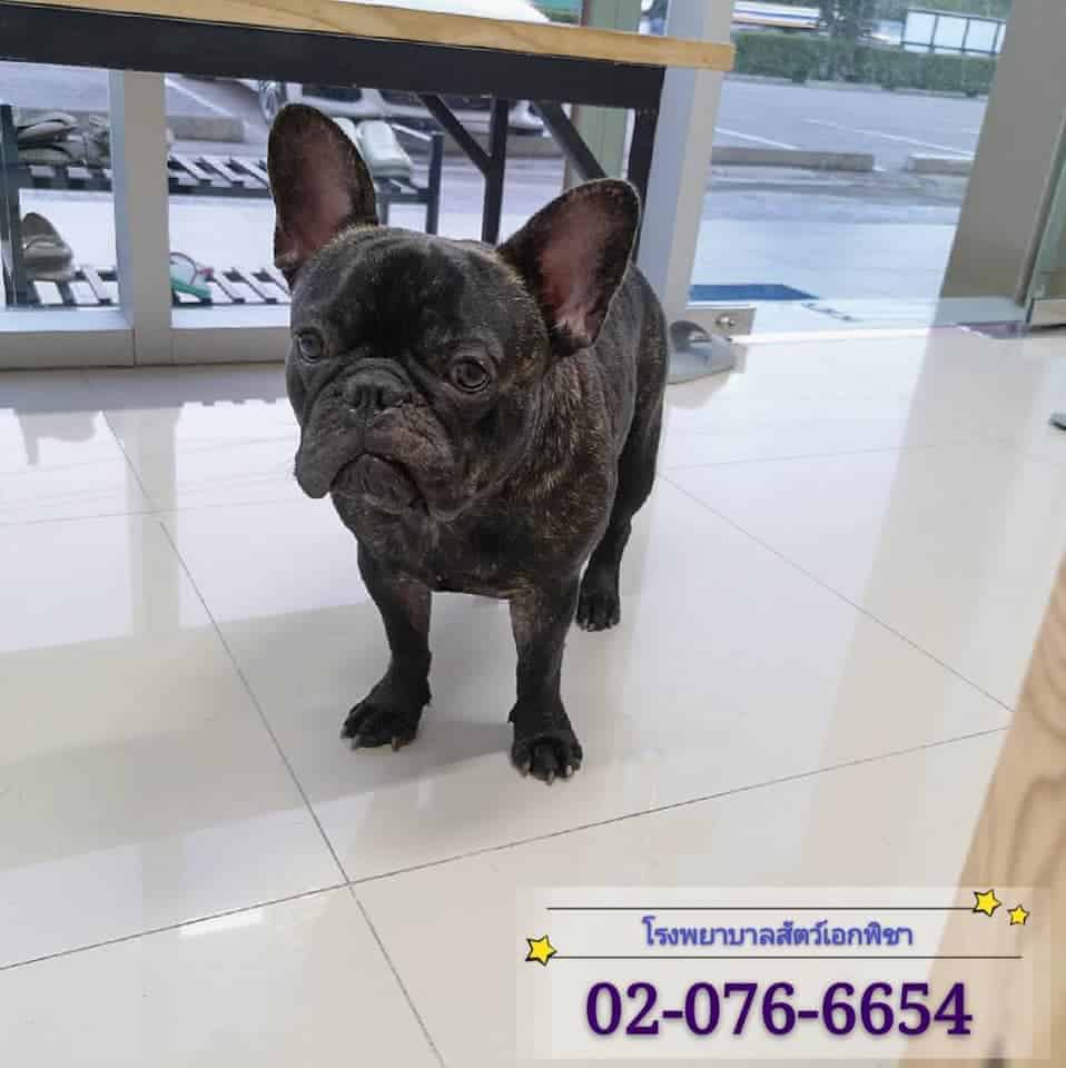 โรงพยาบาลสัตว์เอกพิชา (Eakpicha Pet Hotpital) 5