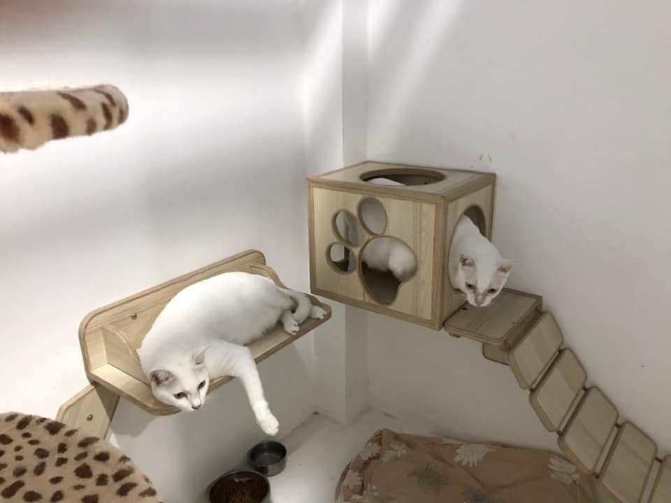 PawPlearn Animal Hospital (โรงพยาบาลสัตว์พอเพลิน) 2