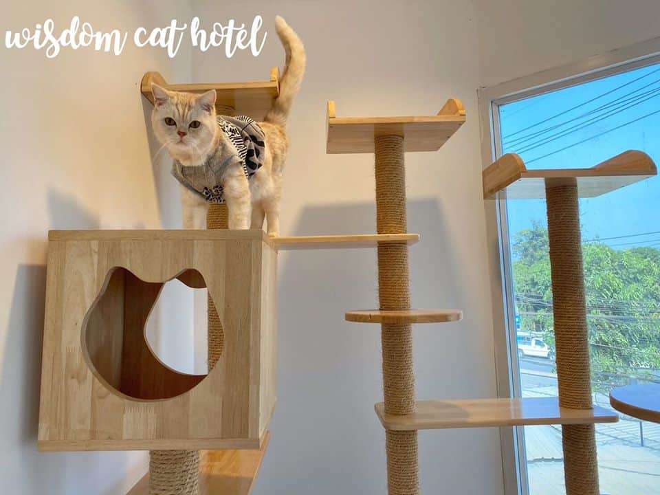 โรงพยาบาลสัตว์เดอะวิสดอม The Wisdom Animal Hospital 4